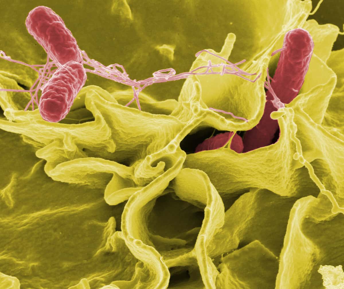 bacteria salmonela plagoo