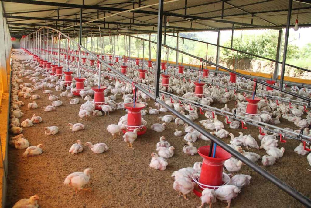 bioseguridad animal según explotación ganadera granja avícola Plagoo