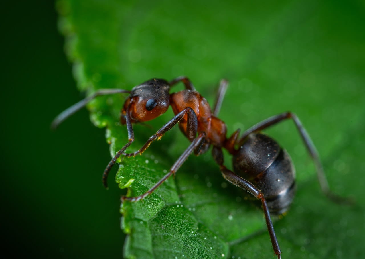 como eliminar las hormigas de casa plagoo