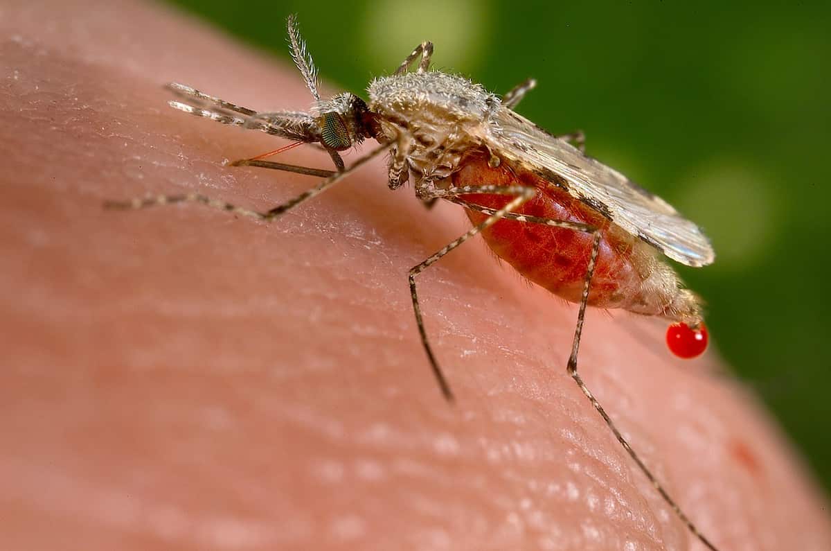 control de mosquitos en ayuntamientos de Galicia mosquito anopheles plagoo