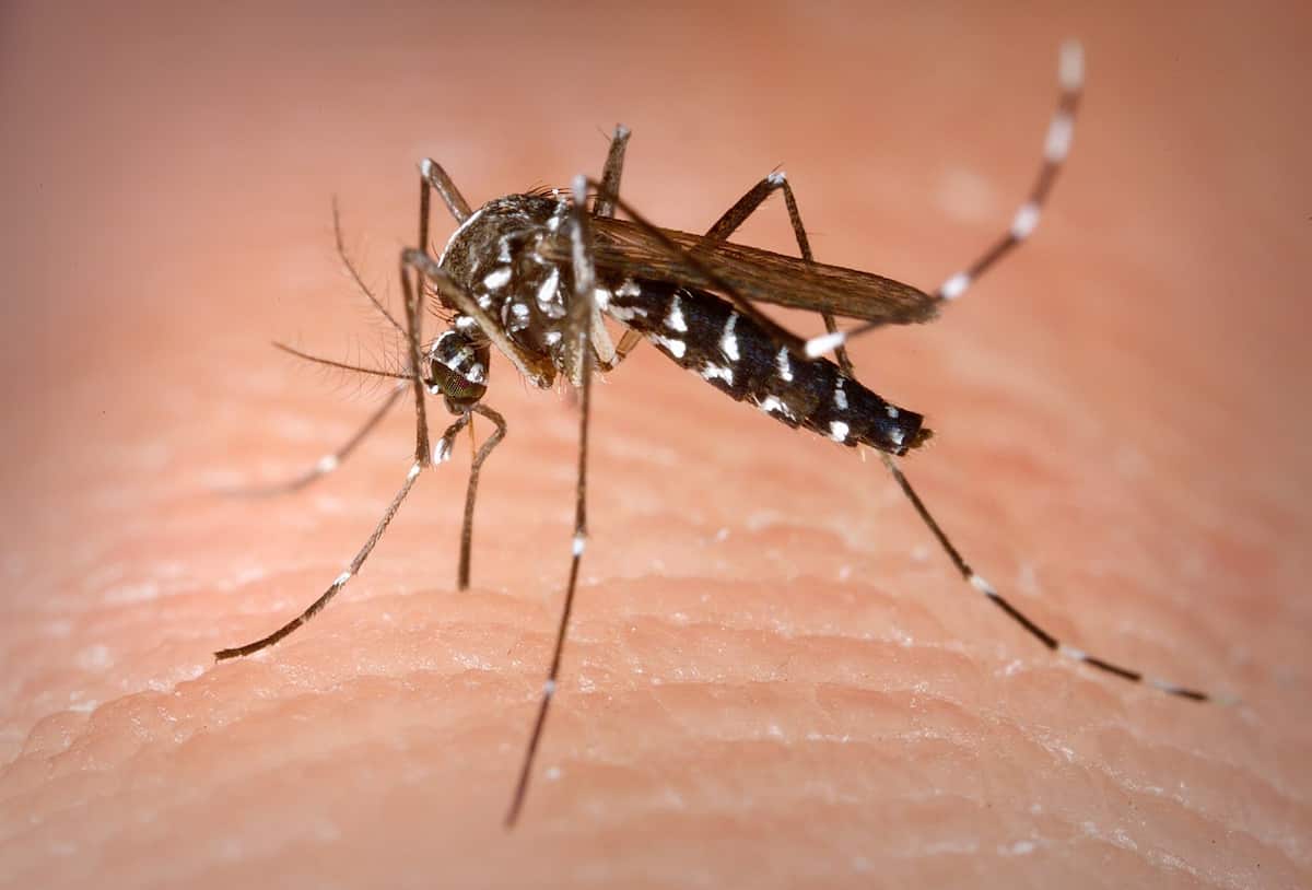 control de mosquitos en ayuntamientos de Galicia mosquito tigre plagoo