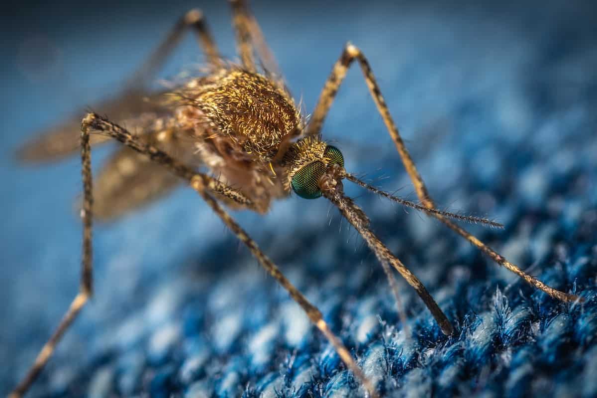 control de mosquitos en ayuntamientos de Galicia plagoo