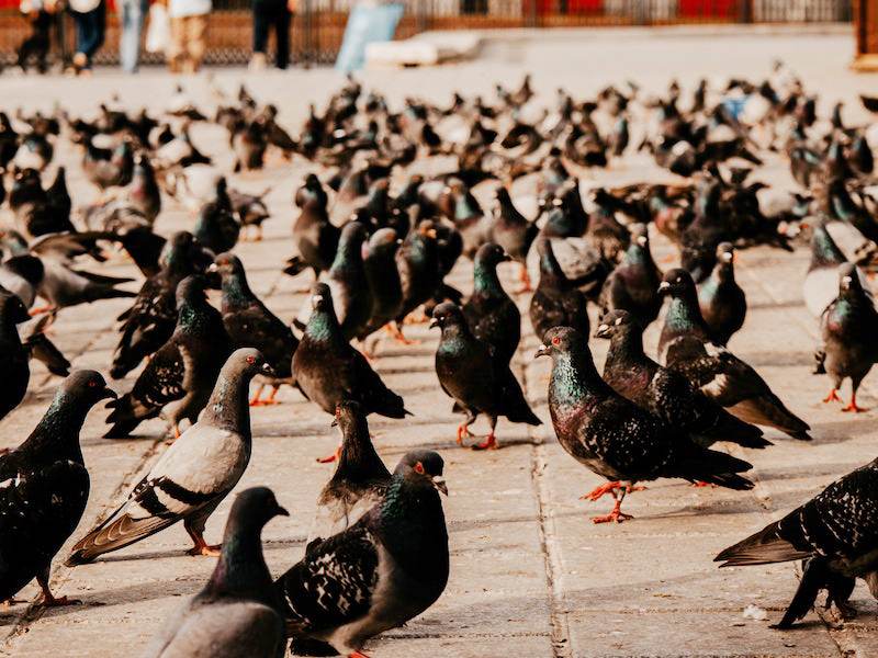 Control de plagas de aves en Galicia