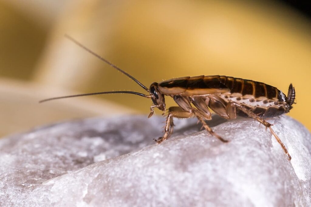 cucaracha alemana huevos cucaracha Plagoo