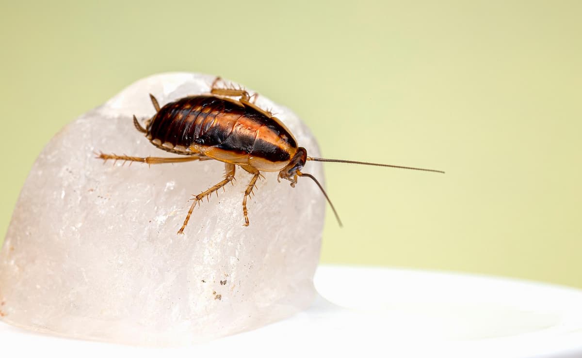 cucaracha pequeña cocina Plagoo