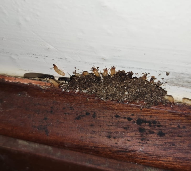 eliminar termitas en casa plagoo