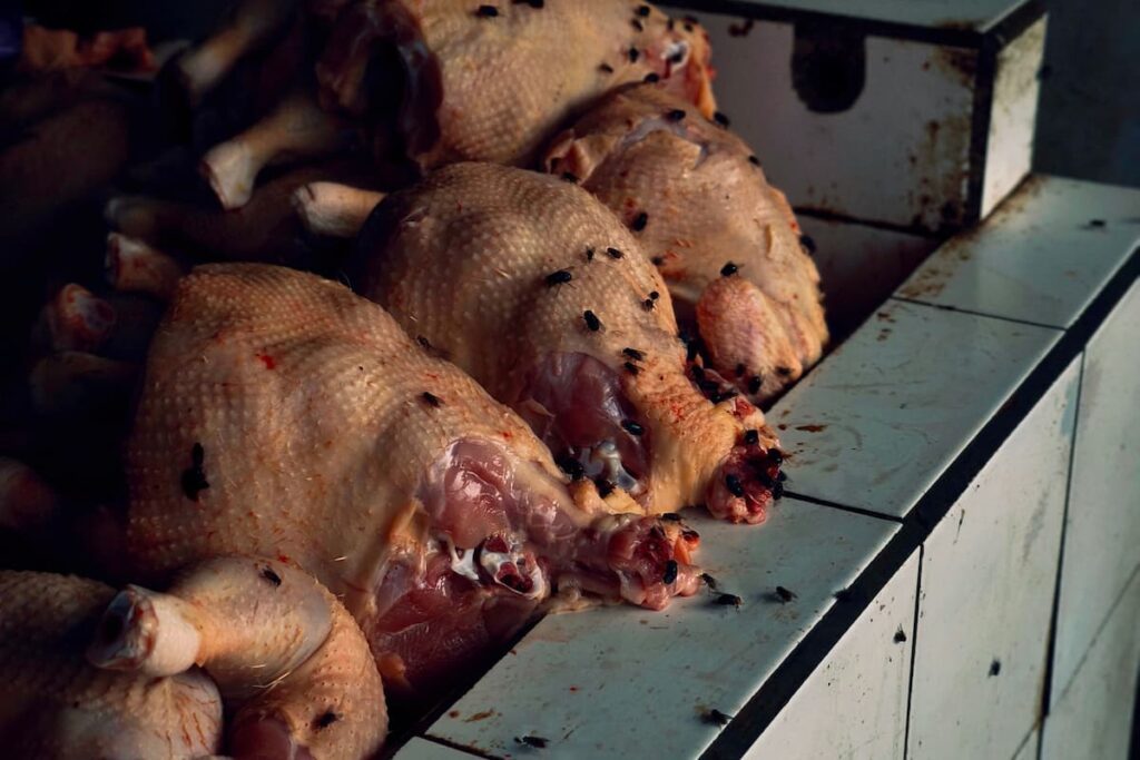 importancia uso insectocaptores en la industria alimentaria moscas Plagoo