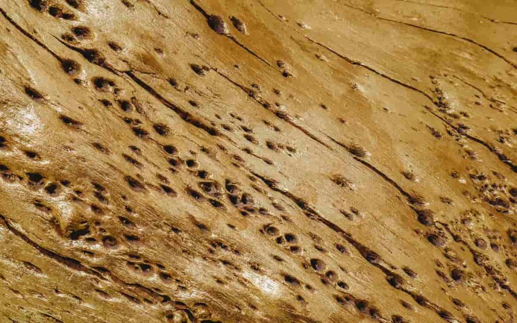 madera comida por termitas y carcoma