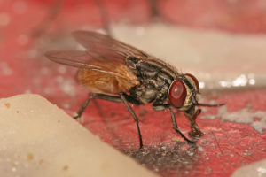 moscas domésticas muscidae plagoo