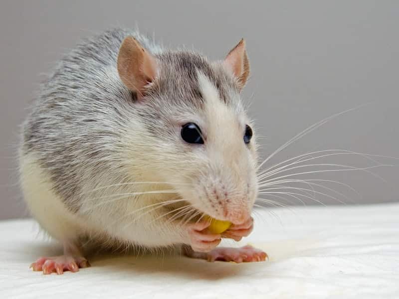 qué comen las ratas alimentación plagoo