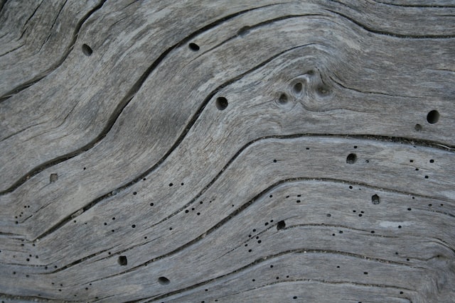 tipos de carcoma en la madera plagoo